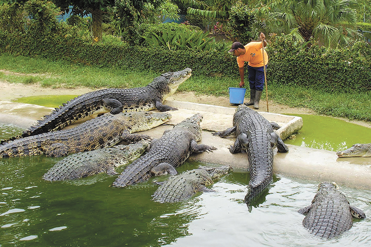 Піраньї, на відміну від крокодилів і тигрів, не водяться в Індонезії. Їх купуватимуть у Південній Америці.