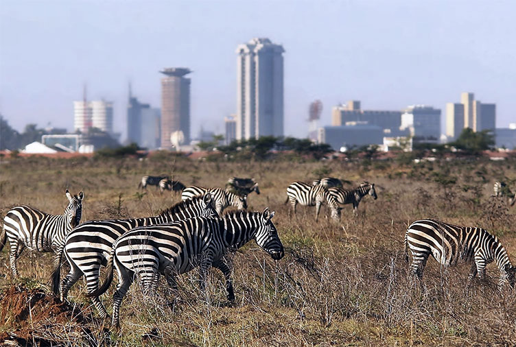 Пустеля відступає перед урбанізацією. В Найробі відкривається все більше офісів глобальних корпорацій, і місто росте.