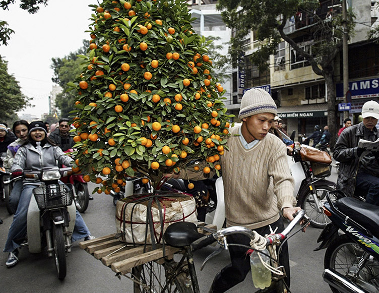 На в’єтнамську «ялинку» мандарини не потрібно вішати: вони на ній ростуть.