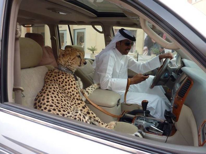 Жителі ОАЕ повинні «здати» сусідів, якщо ті вдома тримають леопардів. 
Небезпечні хижаки можуть жити тільки в зоопарку.