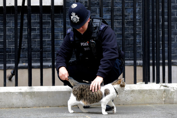 Самый высокий пост — у кота Лари: он главным мышеловом в резиденции британских премьеров на Даунинг-стрит, 10.