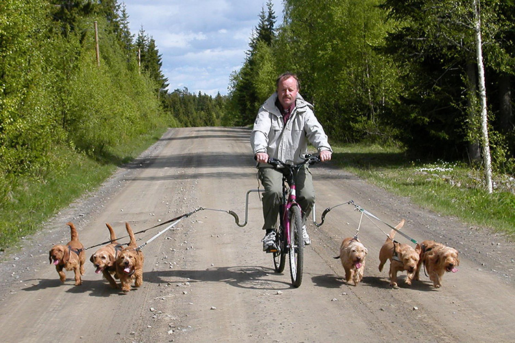 Знизити ризики відповідальності за ДПН можна, пересівши на велосипед та обравши дружелюбні породи собак.