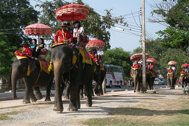 Гості Таїланду мають поквапитися, щоб устигнути покататися на слонах у триденний термін.