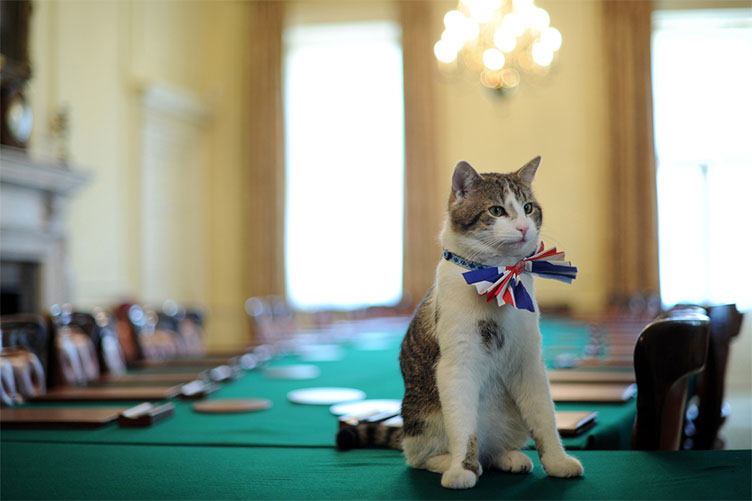 Кіт Ларрі добре почувається на посаді щуролова в прем’єр-міністра Британії: 
не боїться перекорму та вправно виконує свої обов’язки.