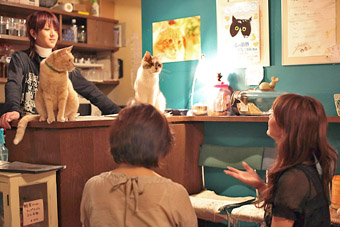 Офісні працівники зазвичай приходять на сеанси «котячої терапії» вечорами.