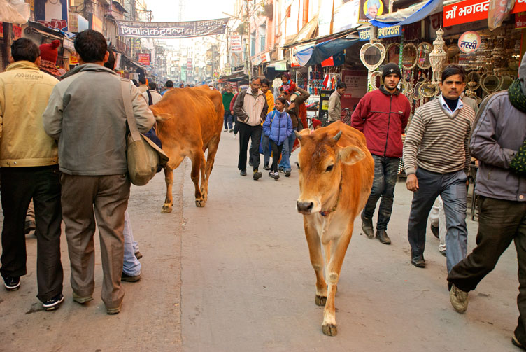 Священность индийских коров возводится во все более высокий ранг, отчего местные бизнесмены терпят немалые убытки.