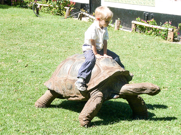 Помните, что во Флориде за беспокойство черепахи можно загреметь за решетку