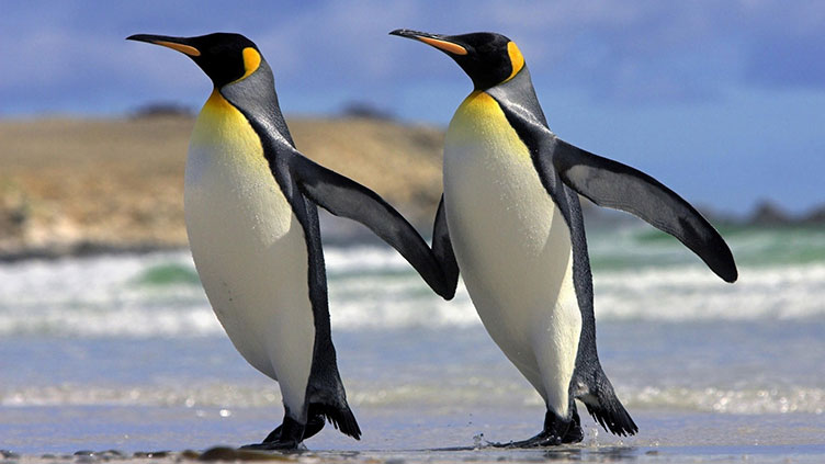 Море Росса облюбовали две крупнейшие колонии императорских пингвинов, а также около миллиона пар пингвинов Адели.