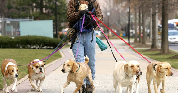 Собаки - достаточное оправдание прогулки на улице во время карантина.