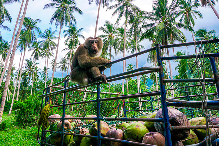 На думку зоозахисників, використовувати мавп для збирання кокосів — аморально. Хай цим займаються люди.