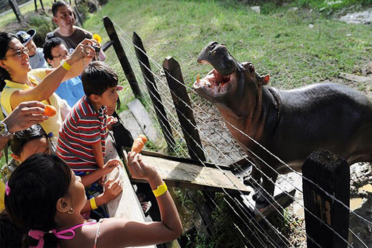 Колумбійці, які і раніше могли відвідувати зоопарк у маєтку наркобарона, вважають бегемотів милими та безпечними.