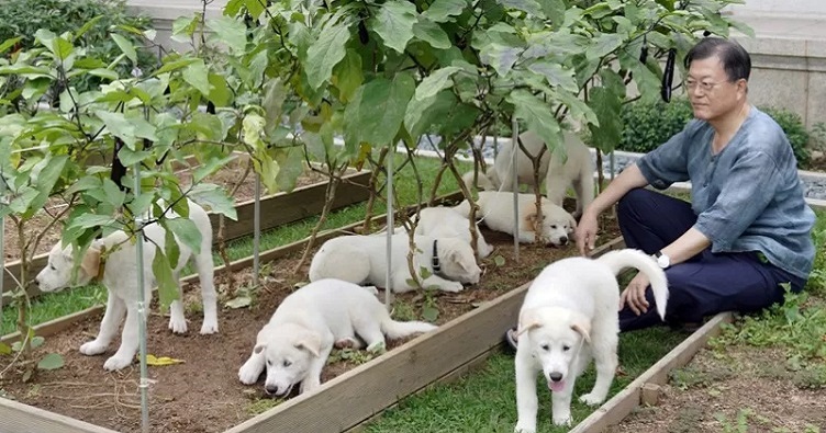 Заборону підтримав президент Юн Сок Йоль, який сам полюбляє тварин і дав притулок 6 собакам та 8 котам.