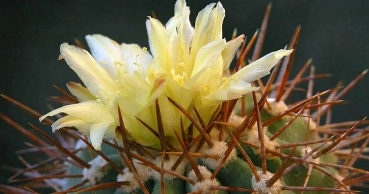 Чилійські кактуси роду Copiapoa та Eriosyce мають великий попит на чорному ринку.