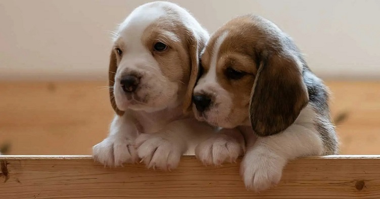 Можливо, нові господарі і не підозрюють, який стрес перенесли їхні вихованці на багатолюдній виставці.