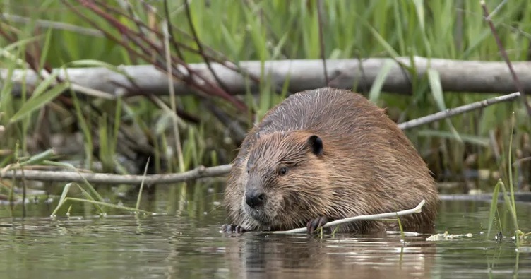 У Чехії бобер є видом, що охороняється, який ще зовсім недавно знаходився під загрозою зникнення.