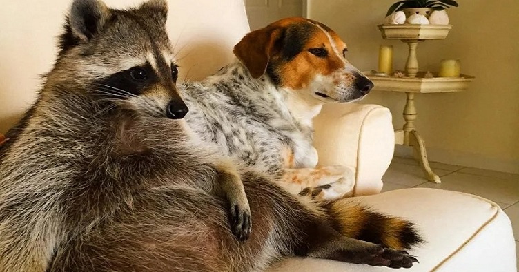 Деякі єноти без тіні боязкості вже живуть у будинках і стають зірками TikTok.