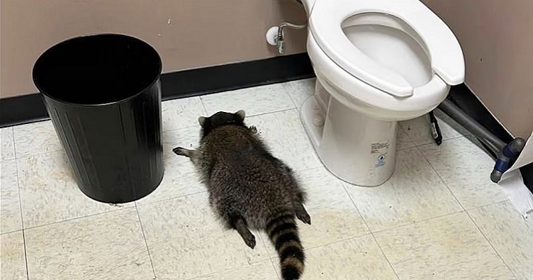 Єнот, скуштувавши різні види алкоголю, безтурботно спав у туалеті, не розрахувавши сили та міцність напоїв. Фото: Samantha Martin/Hanover County Protection via AP.