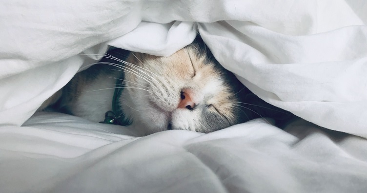 Якщо ви не знаєте, що краще — ще поспати чи вийти на пробіжку раніше, вчені рекомендують віддати пріоритет повноцінному відпочинку.