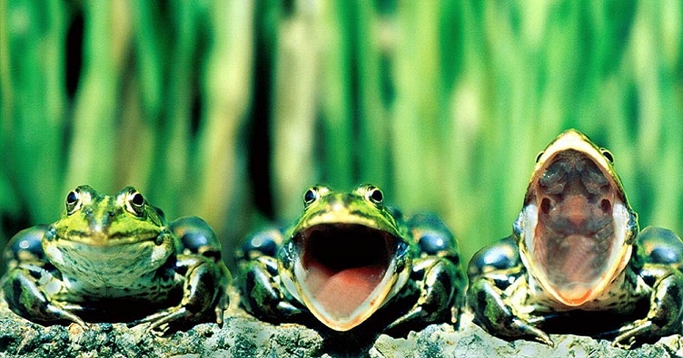 Під час шлюбного сезону квакання самців може розноситися на відстань до півкілометра.