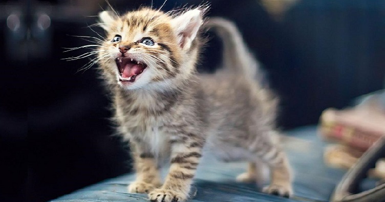 Перше пискляве «мяу» кошеня звертає до мами. Підростаючи ж, коти нявкають, щоб привернути, головним чином, увагу людини.