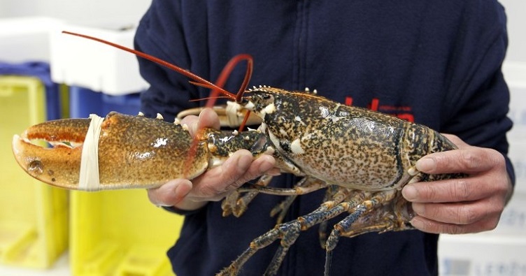 Лобстерів варять, запікають, додають у салати, супи та пасту, використовуючи м’ясо із хвоста, клешнів, а також печінку та ікру.