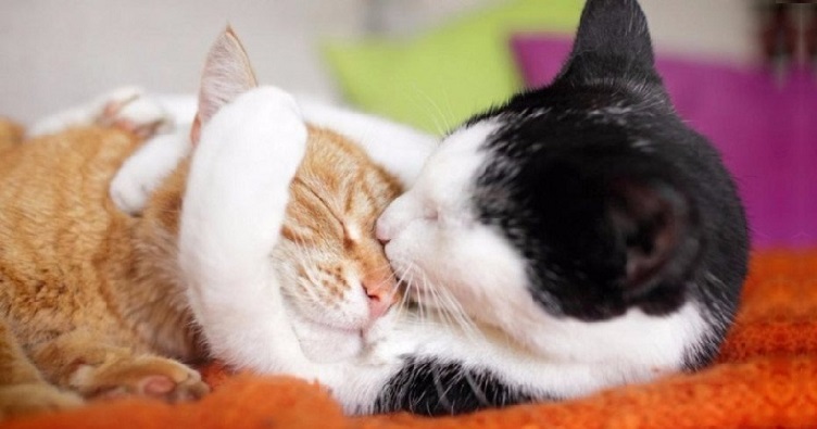 Про користь обіймів, очевидно, давно знають домашні вихованці, а ось їхню корисність для людей довели тільки зараз.