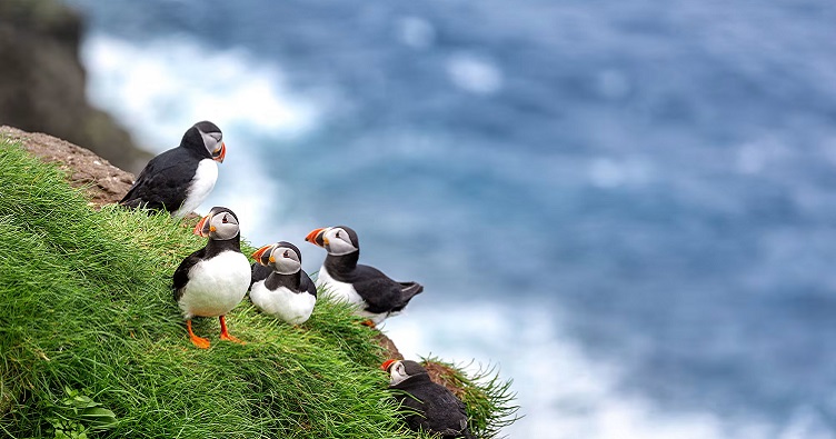 Сейчас остров Ханда стал домом для десятков тысяч морских птиц, с берега нередко можно увидеть китов и гигантских акул.