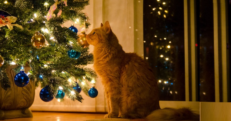 У ялинок напрокат є одна важлива перевага: її не так просто перекинути домашньому вихованцю.