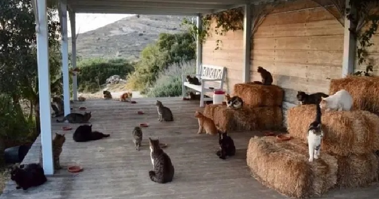 У середньому в обов’язки одного волонтера входитиме догляд мінімум за півсотнею котів.