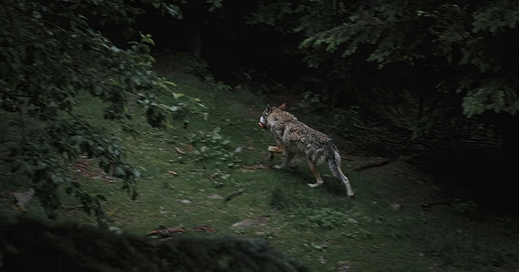 На видео, снятом на жилой улице города Пезаро, волк пробежал в нескольких метрах от машины, а затем свернул на боковую дорогу и исчез.