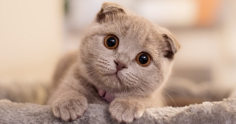 Якщо в господарів таке кошеня викликає почуття розчулення, то для самої тварини життя пов’язане із стражданнями від болю.