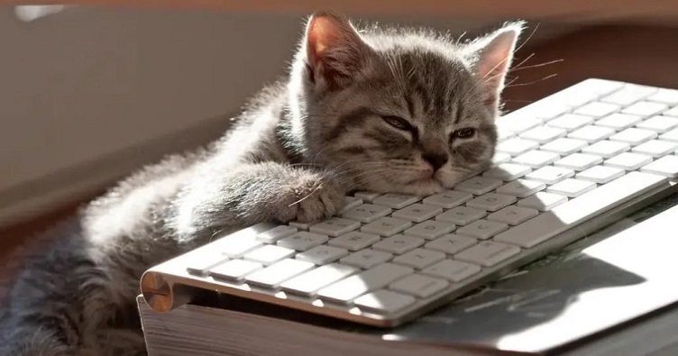 Якщо ви втомилися від роботи, беріть приклад із тварин: усамітніться, наприклад у Швеції, і просто понудьгуйте заради свого мозку.