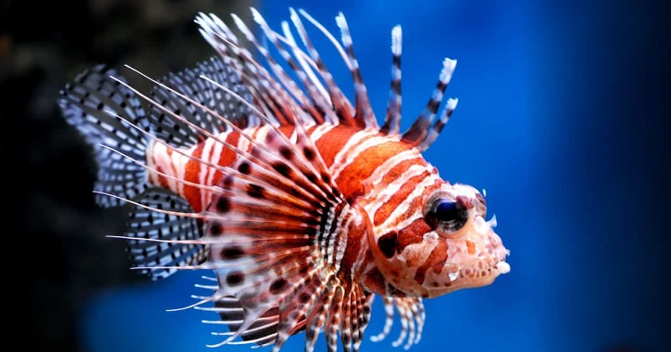 Зустріч з крилаткою може бути небезпечною для дайвера, але, на думку кухарів, дуже вона приємна на смак для гурмана.