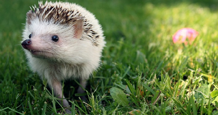 За последнее десятилетие численность ежей уменьшилась почти на треть, и виной тому как городская застройка, так и новинки техники.