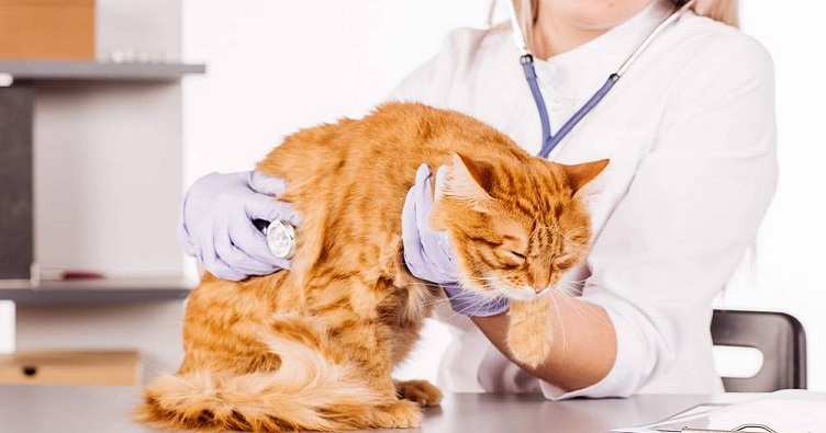 Теперь в Италии на законодательном уровне признали, что помощь во время болезни питомца— моральная необходимость для хозяина.