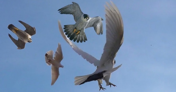 Соколу даже не нужно никого ловить — голуби разлетаются, завидев в небе силуэт их естественного врага.