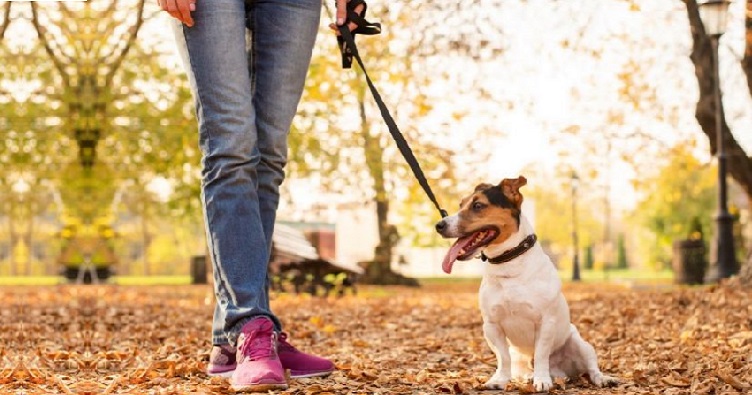 Вигулюючи вихованця, його обов’язково потрібно тримати на повідку та прибирати за ним.