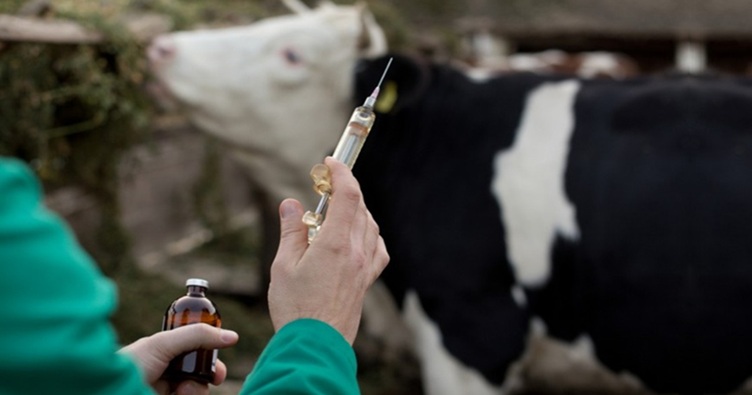 Оскільки люди споживають продукти, отримані від тварин, через харчовий ланцюг фальсифіковані ВЛЗ можуть відбитися й на нашому здоров’ї.