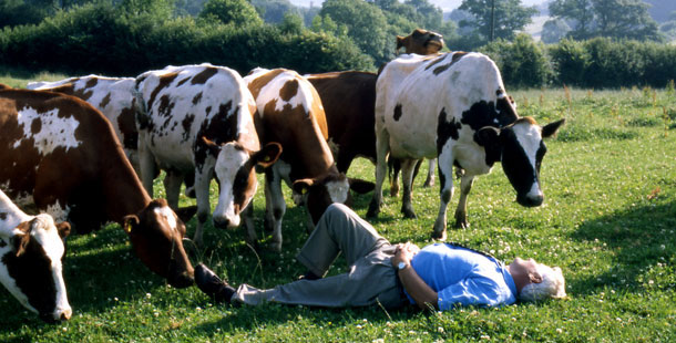 Учені довели: чим довше корова лежить на землі, тим вища ймовірність, що вона скоро встане. 
А коли втомиться лежати людина?