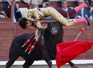Відтепер каталонським тореадорам роги биків не загрожують.