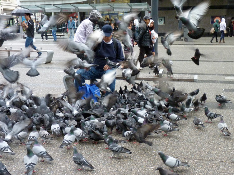 Австрийцы, видимо, не на шутку обеспокоены тем, что популяция голубей по численности может вскоре превысить человеческую, по крайней мере в Вене.